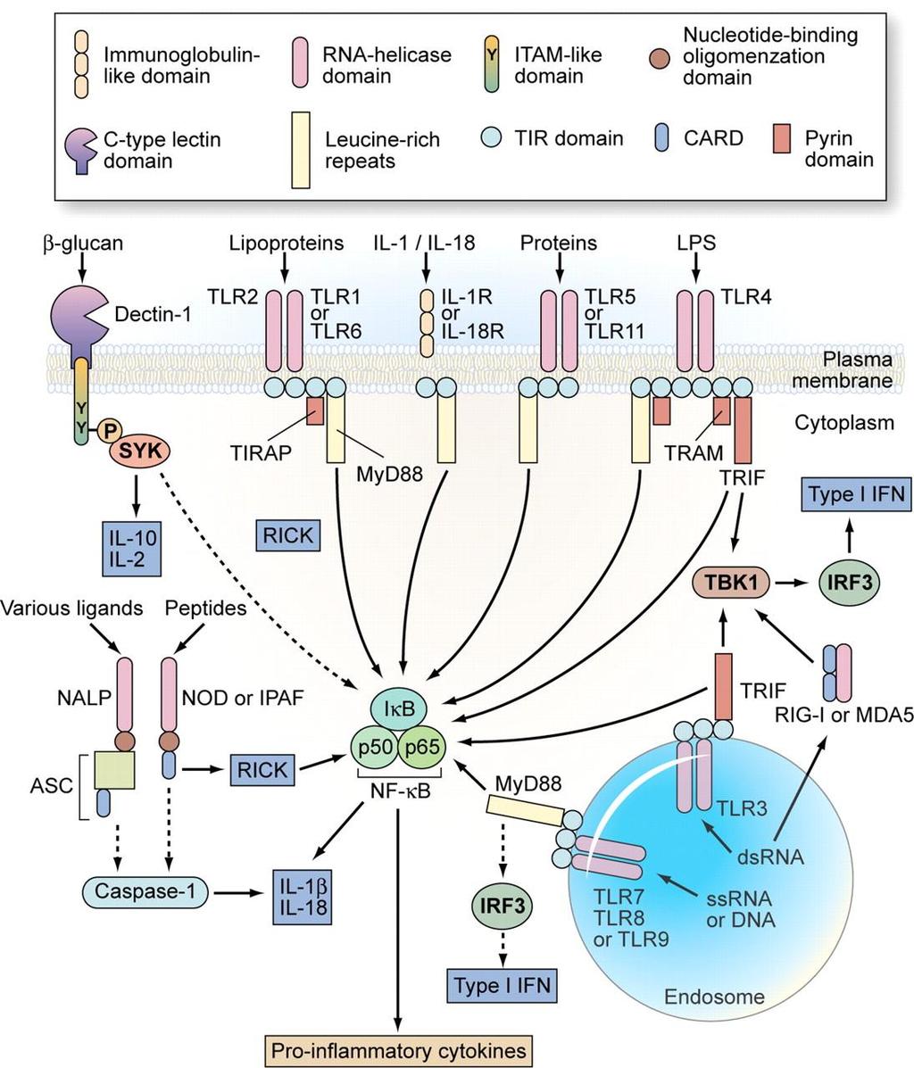 Monocyta defektusok: PAMP/TLR/citokin-reguláció Eltérések neutrophil/monocyta között: Mo: Hosszabb élettartam Proliferálhat Eltérő granulumok Eltérő differenciáció (Mf/DC) Lassabb/tartósabb