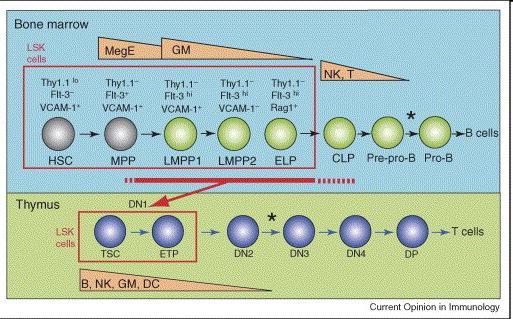 Elköteleződés és/vagy választási korlátozás DN1: CD44 + CD25 - CD4 lo /CD8 - MPP LMPP CLP CMP MEP Multipotent