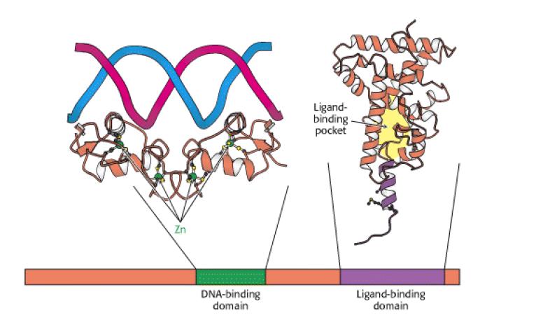 Szteroid hormon recepció II. (klasszikus) Corticosteroid receptors are classified into two subtypes, the mineralocorticoid receptor (MR) and the glucocorticoid receptor (GR).
