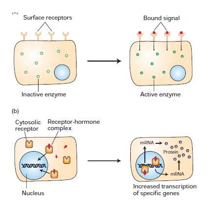 Receptorok osztályozása Lokalizáció Sejtmembrán Citoplazma Sejtmag Ligand Hormon Neurotranszmitter Immun