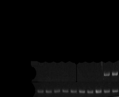 A gén aktivitásának tesztelése érdekében RT-PCR analízissel tanulmányoztuk a AT4G14520 gén aktivitását a transzformált és vadtípusú növényekben.