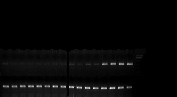 15. Ábra. A RAP2.12 transzkripciós faktor expressziója a szülöi, vadtípusú ADH- LUC vonalban, illetve az ADH-121 vonalban. Az RT-PCR analízis eredménye mutatja, hogy a RAP2.
