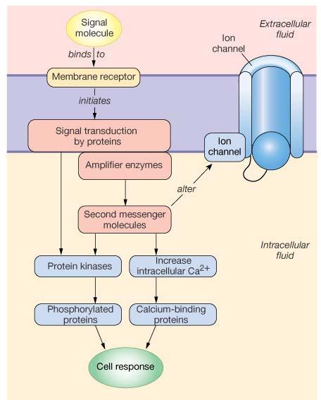 Signal Transduction Transforms signal energy Protein kinase Second