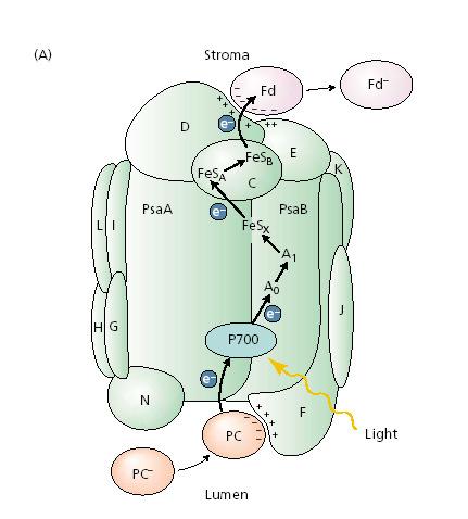 FNR!! PSI reakcióközpont 2 nagy fehérje: PsaA és PsaB. Kis fehérjekomponensek PsaC-PsaN. Az elektron a PC-rıl P700-ra, majd egy Ao klorofill molekulára, A1 fillokinonra jut.