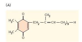 Az oxidált plasztokinon redukciója Q A és Q B kinonok: Q A a feofitin molekulától kap egy elektront gyors (250-300 ps).
