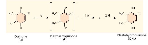 A Q B felvesz két hidrogén iont és ledisszociál a PSII-rıl (D1 fehérje) a mobilis plasztokinon (PQ) pool-ba.