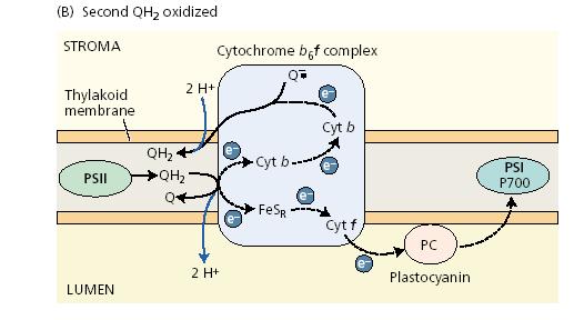 A citokróm b6 f complexen lejátszódó elektron és proton transzfer.