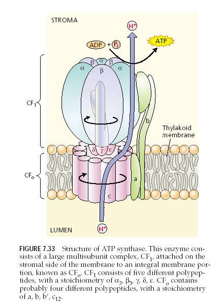 ATP szintézis Kemiozmotikus elmélet Fotofoszforiláció A kemiozmózis lényege, hogy a membrán két oldala között ionkoncentráció és elektromos potenciál különbség a sejt által felhasználható