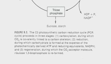 által szabályozott enzim: 1. Rubisco 2. NADP:glicerinaldehid-3-foszfát dehidrogenáz 3. Fructóz-1,6-bifoszfatáz 4. Szedoheptulóz-1,7-bisfoszfatáz 5.