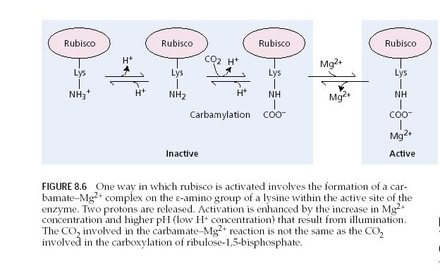 thioredoxin rendszeren keresztül szabályozza a 4 enzimet.