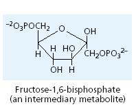 A rubisco aktiv központja megköt egy CO 2 molekulát és reagál a ribulóz1, 5 biszfoszfáttal.