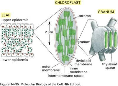 (kb. 30 kópia) Plasztoglobulus (zsírcseppek) A kloroplasztisz glikozil-gliceridjeinek szerkezete: A glicerin elsı és második