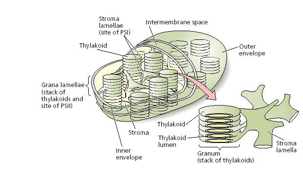 Monogalaktozil-glicerid: MGDG Digalaktozil-diacil-glicerid: DGDG Kén-tartalmú glikolipid, szulfokinovozil-diacil-glicerid: