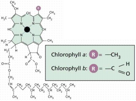 2) A fotoszintetikus pigmentek bakterioklorofillok klorofill a, b karotinoidok fikobilinek cianobaktériumokban, vörös algákban A klorofillok molekulaszerkezete A klorofill konjugált kettıs kötéseket