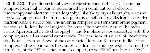 15 klorofill a és b molekula és több karotinoid. A komplex a membránban trimer és a PSII reakcióközpont komplex perifériája körül helyezkedik el.