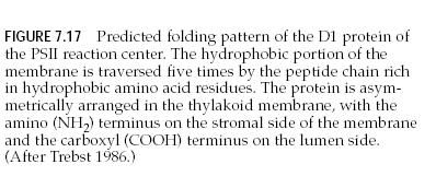 járja át. Aszimmetrikus elrendezıdés: az - NH 2 lánc vég a sztróma felıl a -COOH lánc vég a lumen felıl. 2 H 2 O = 4 H + + O 2 + 4 e - 1 mol oxigén felszabadulásához 10 kvantum abszorbeálódik.