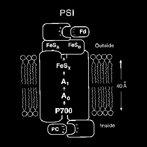 Lhcb1, Lhcb2, Lhcb3 Mobilis LHC II: ledisszociál a PS II-rıl és megosztja az abszorbeált fényenergiát a PSII és PSI között. Kl a/b= 1.