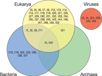 2. ábra: A peptidáz inhibitorok családjainak megoszlása a sejtes élőlények szuperbirodalmai között (Rawlings és mtsai, 2004).