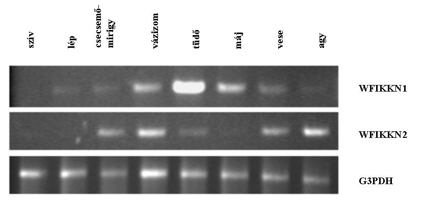 A PCR termékeket 2%-os (tf/tf) agaróz/etidium-bromid géleken választották szét. 7. ábra.