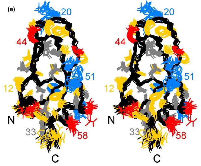 hasonlók. Az NMR-vizsgálatok tehát kimutatták, hogy a WFIKKN1-KU2 domén szerkezete közeli rokonságban áll a Kunitz-típusú peptidáz inhibitorokéval. 12.