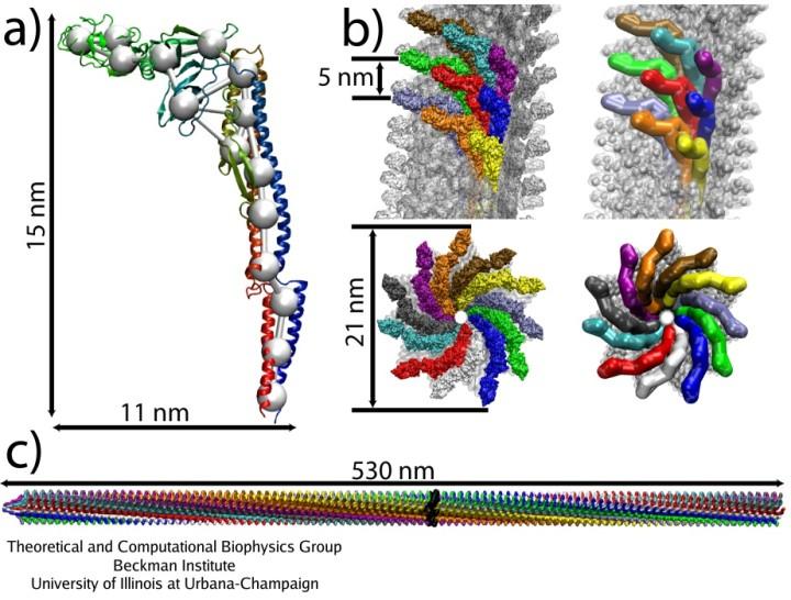 a) b) célszekvencia flagellin alegységek flagelláris filamentum c) polimermátrix molekuláris lenyomat d) aptamer 3. ábra.