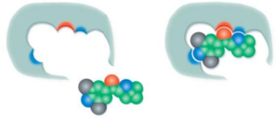 c) A molekuláris lenyomatok speciális polimermátrixban kialakított mesterséges -kötôhelyek (http:// www.sigmaaldrich.com/content/dam/sigma-aldrich/migrationresource4/g003942.gif).