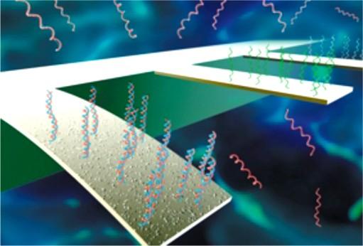 com/scientificamerican/ journal/v285/n3/pdf/scientificamerican0901-66.pdf). c) A felismerôelemekkel borított nanodrót vezetési tulajdonságait a bekötôdô célmolekulák módosítják (http://cml.harvard.
