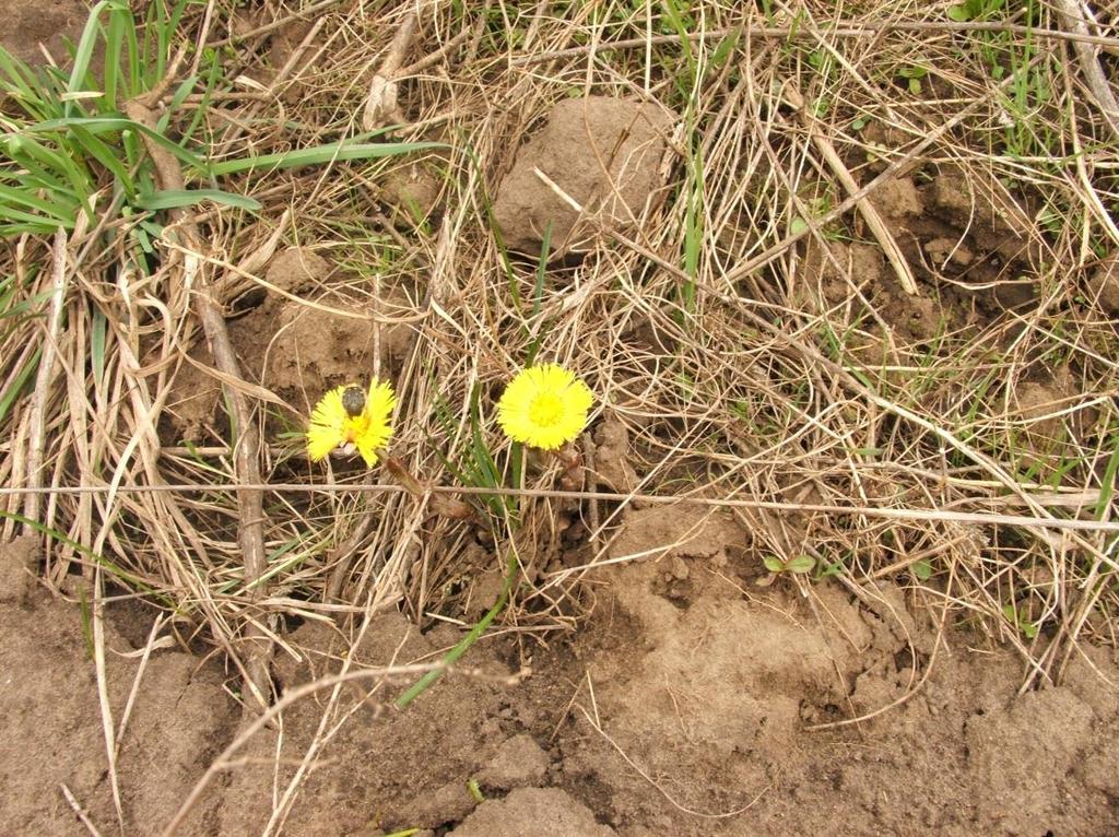 3. ábra: Martilapu (Tussilago