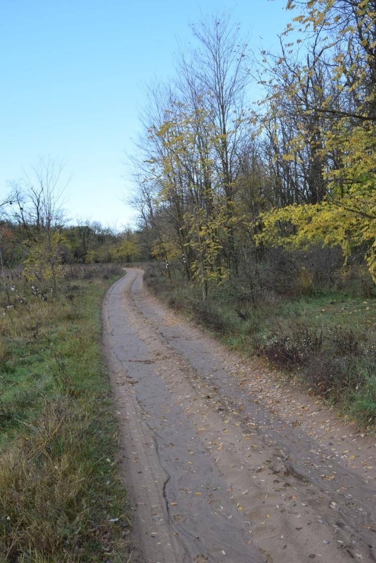 33. ábra: Domonyvölgy, akácos a