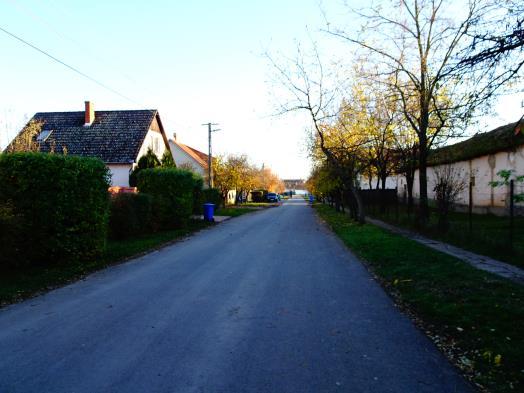 ingatlanon lévő koros, terebélyes fenyőfa.
