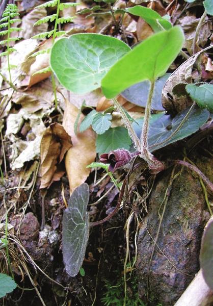 Kapotnyak (Asarum europaeum) A ligeterdők cserjeszintjében gyakran megtalálható a jól ismert fekete bodza (Sambucus nigra), a kutyabenge (Frangula alnus), vagy a piros bogyójú kányabangita (Viburnum