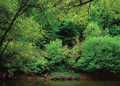 Az aljnövényzetben jellegzetes lehet a néha hatalmas levelet növesztő vörös acsalapu (Petasites hybridus), a hegyi gólyahír (Caltha laeta), a négy leveléről jól felismerhető farkasszőlő (Paris