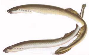 Hallépcső halai rendszerben Tiszai ingola (Eudontomyzon danfordi Regan, 1911) Ingolnafélék családja A Duna vízgyűjtő területén él, kizárólag édesvízi faj, soha sem megy a tengerbe.