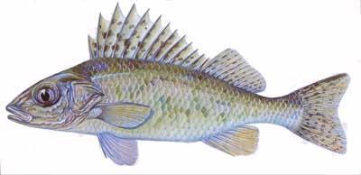 Fiatalabb korban a táplálékát elsősorban fenéklakó gerinctelen állatok alkotják, a 20 cm fölöttiek viszont áttérnek a ragadozó életmódra, s főként halakat fogyasztanak.
