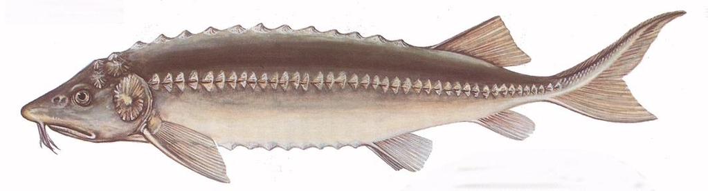 Viza (Huso huso Linnaeus, 1758) Tokfélék családja Anodrom hal, a folyókban csak ívás alkalmával fordul elő. A migráció idejét figyelembe véve alapvetően két formáját különböztetnek meg.