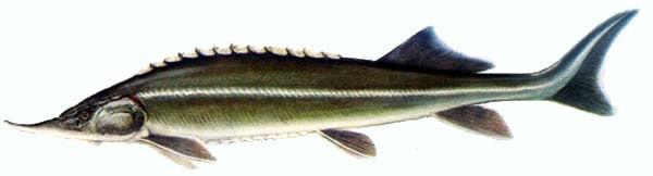Kecsege (Acipenser ruthenus Linnaeus, 1758) Tokfélék családja. A kecsege kifejezetten édesvízben hal, életmódját tekintve folyami hal. A magas oxigéntartalmú gyorsfolyású víztesteket kedveli.