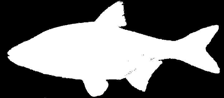 Fejes domolykó (Leuciscus cephalus Linnaeus, 1758) Pontyfélék családja. Nagy elterjedésű halfaj főként a sebes folyású oxigénben gazdag kisvizekben, de a tavakban is megtalálható.