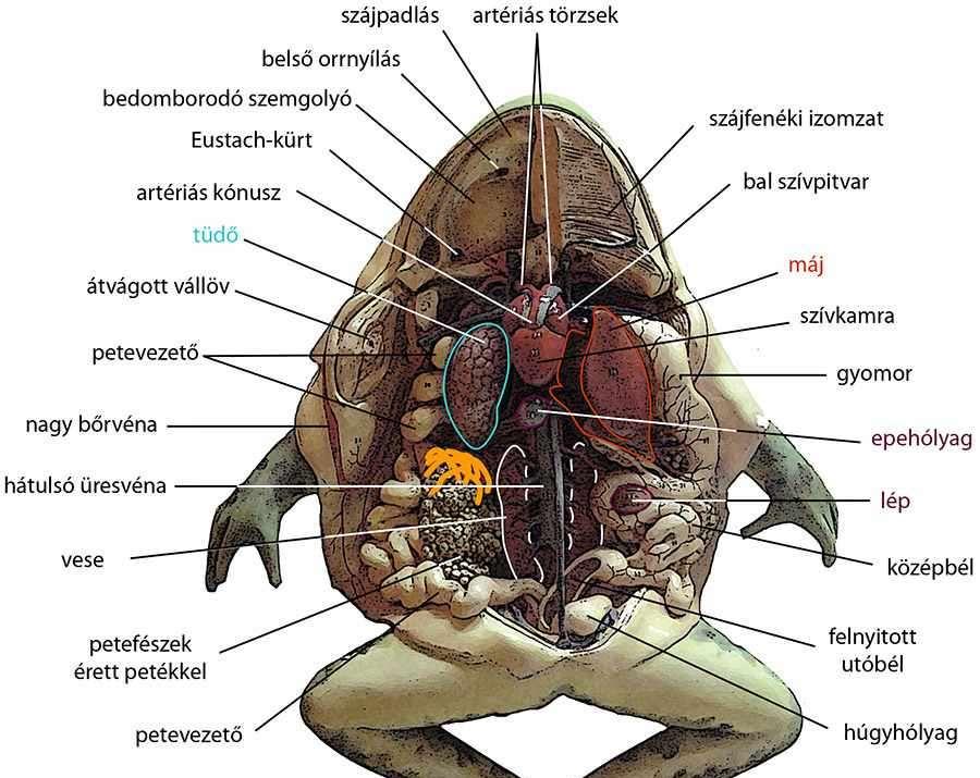 Lárva állapotban (külső vagy belső) kopoltyúval lélegeznek.