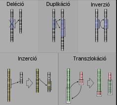 A daganatok genetikai háttere Genetikai károsodások érik a sejteket, melyek kijavítódhatnak