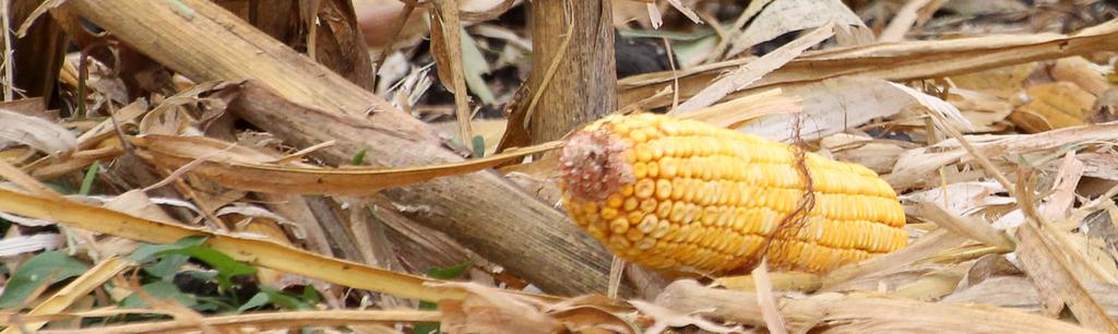 A KUKORICA VÍZIGÉNYE A kukorica a szántóföldi növények között a közepes űek csoportjába tartozik.