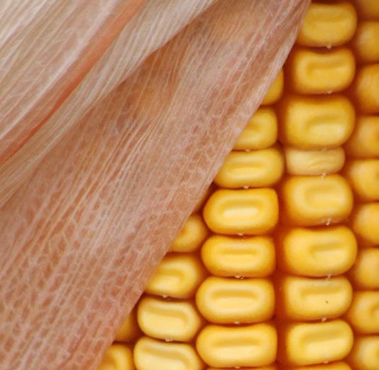 A kukorica termésátlagának növelésére hazánkban leggyorsabban az öntözés fejlesztésével tudunk reagálni.