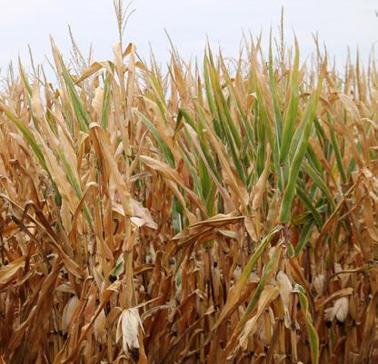 A kukorica öntözésről szólva, bár egy fajról van szó, el kell különíteni a csemegekukoricát, a vetőmagtermesztést és az árukukoricát,