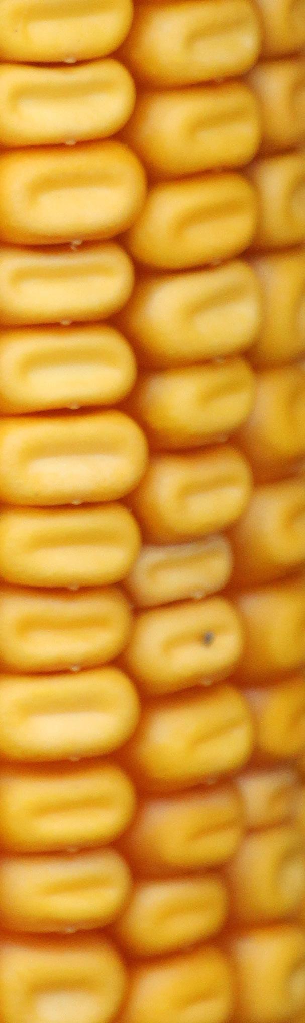 Az ES Cubus kukoricahibrid termésátlaga a különböző öntözési kezelésekben, Szarvas 2017.