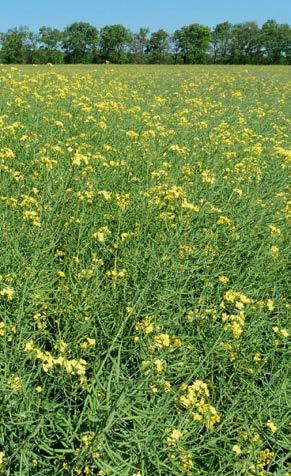 Syngenta Repce hibridajánlat Bluestar A legtöbbet termő középérésű KÖZÉPÉRÉSŰ A Bluestar a Syngenta legújabb, ogura típusú hibridrepcéje.