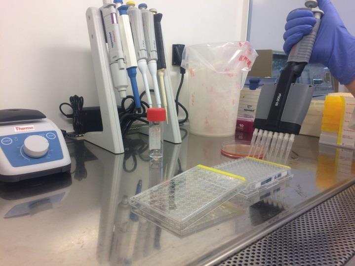 4.8 Az in vitro és in vivo