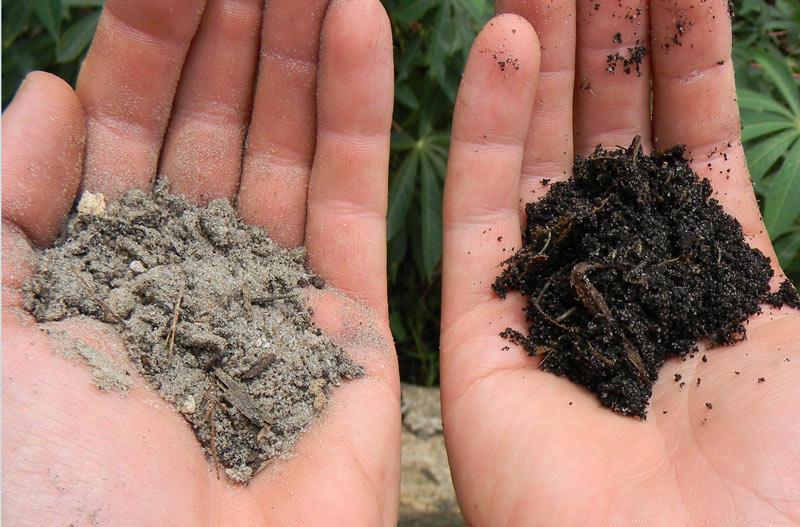 A talaj szerepe A talajfunkciók az élet fenntartását szolgálják.