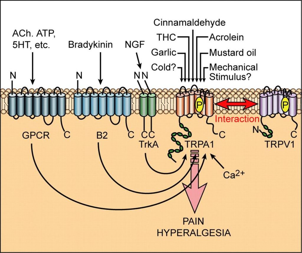 TRPA1 Transient Receptor Potential Cation Channels in Disease. Nilius B et al.