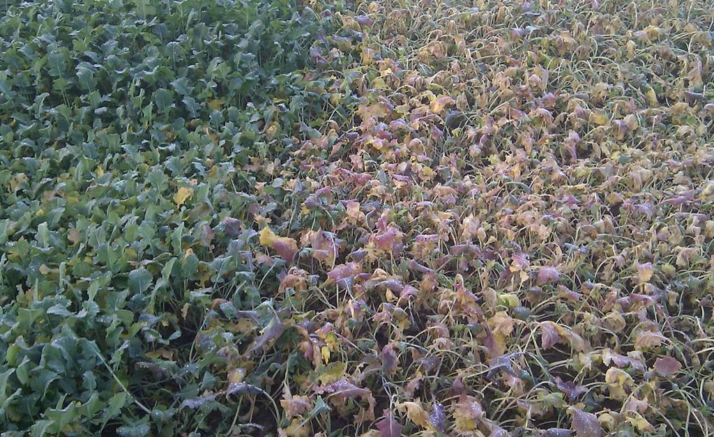 A Kyleo a permetezést követô egy órán belül esôálló - vá válik, ami lé nye - gesen megnöveli a kezelés