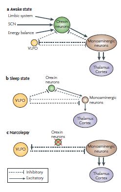 Az alvás ébrenlét ciklus stabilizálása Éber állapot: Erős orexinerg befolyás