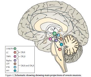 A cerebellum kivételével mindenfelé proiciálnak